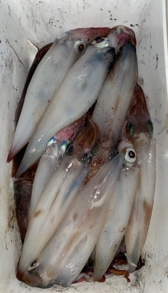 ヤリイカの釣果