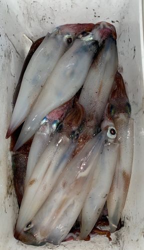 ヤリイカの釣果