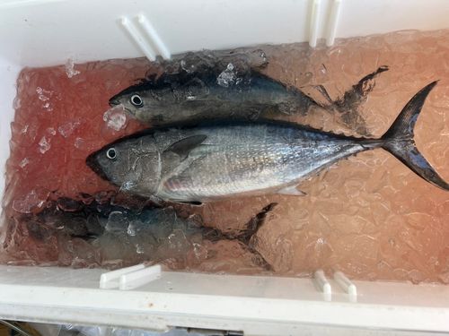 メジマグロの釣果