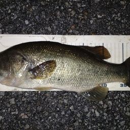 ラージマウスバス