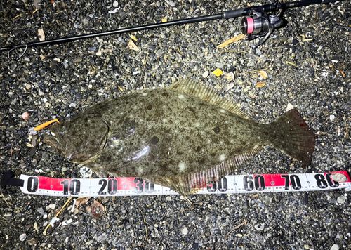 ヒラメの釣果