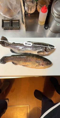 うらたんざわ渓流釣場