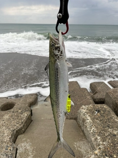 サゴシの釣果