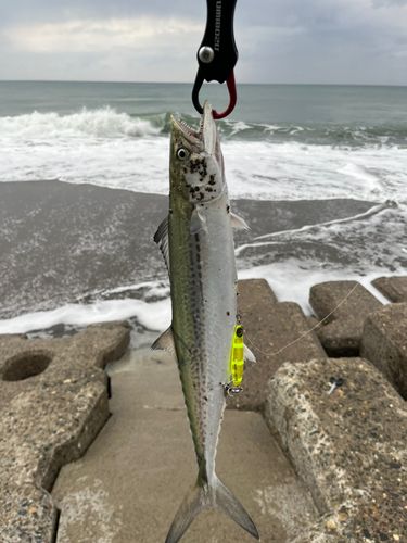 サゴシの釣果
