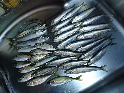 イワシの釣果