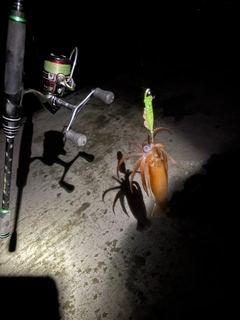 スルメイカの釣果