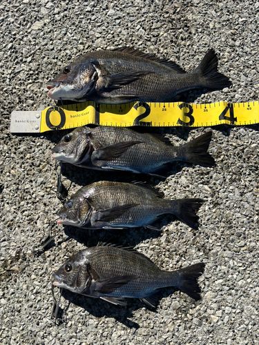 クロダイの釣果