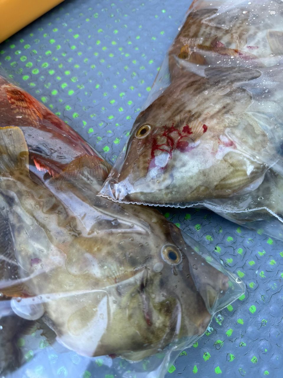 TATSULOWさんの釣果 1枚目の画像