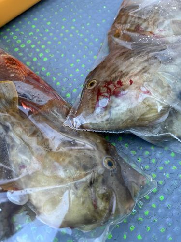 カワハギの釣果