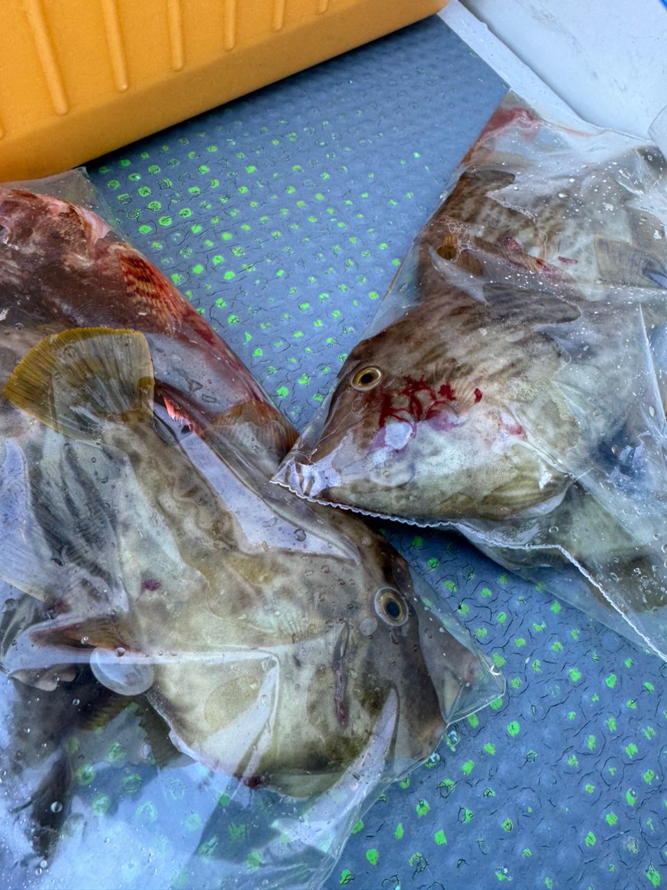 TATSULOWさんの釣果 2枚目の画像