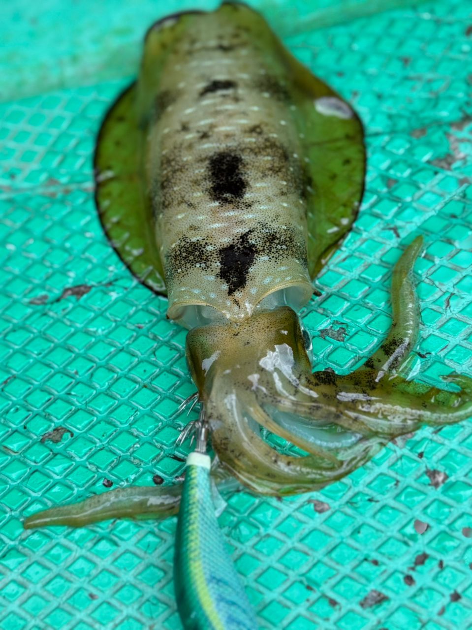 TATSULOWさんの釣果 1枚目の画像