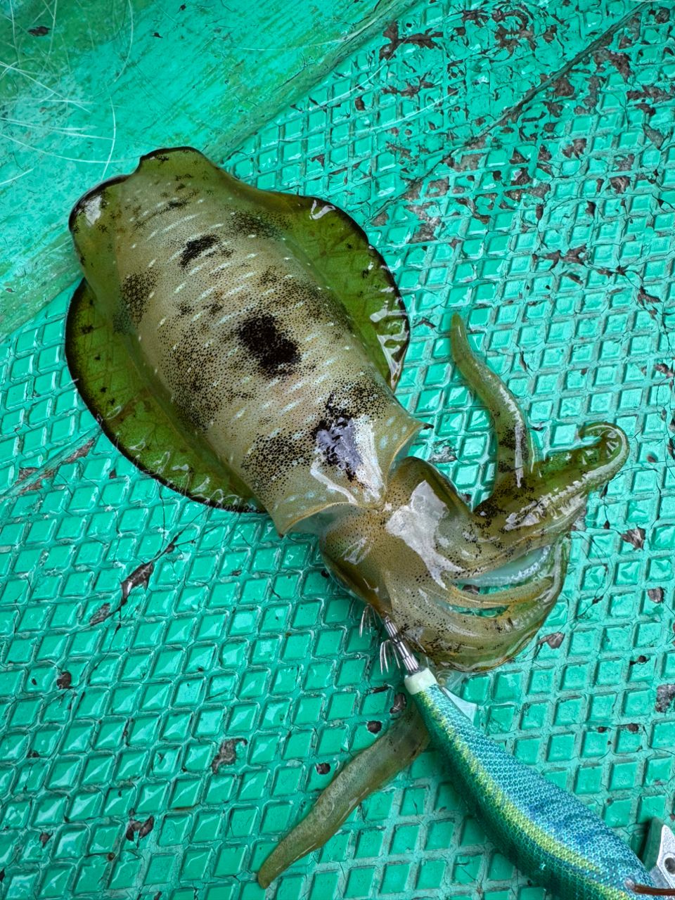 TATSULOWさんの釣果 2枚目の画像