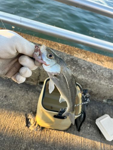 セイゴ（ヒラスズキ）の釣果