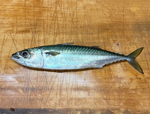 サバの釣果