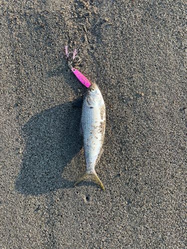 コノシロの釣果