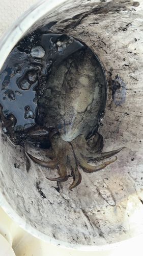 モンゴウイカの釣果