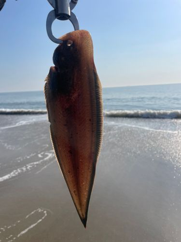 シタビラメの釣果