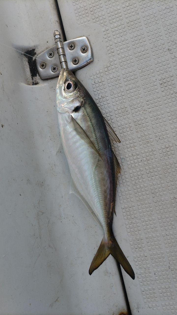 SHIMANO 20セフィア リミテッド ティップエギング S68M-Sの最安値