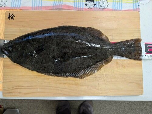 ヒラメの釣果