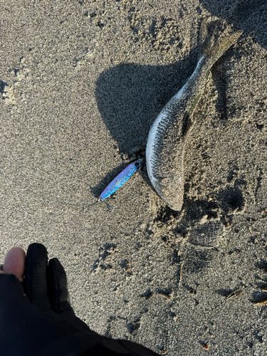 コノシロの釣果