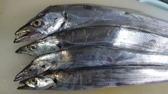 タチウオの釣果