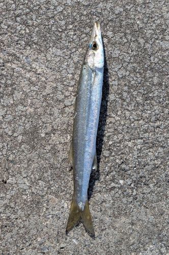 アカカマスの釣果