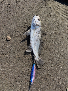 イシモチの釣果