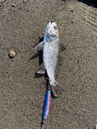 イシモチの釣果