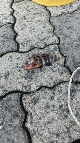 アオハタの釣果