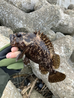 ムラソイの釣果