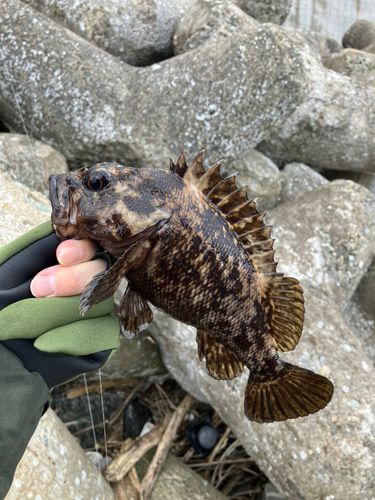 ムラソイの釣果