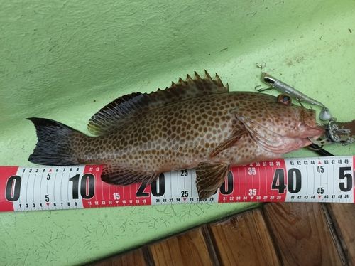 オオモンハタの釣果