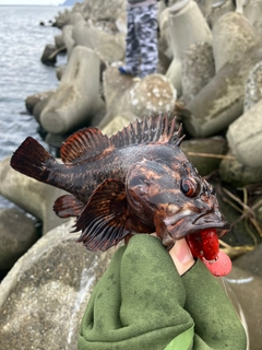 ムラソイの釣果