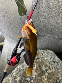 アイナメの釣果