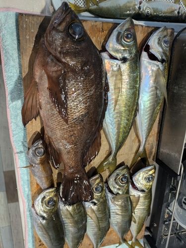 マアジの釣果