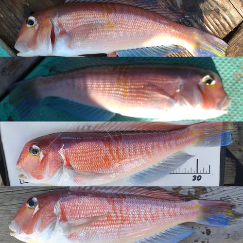 アマダイの釣果