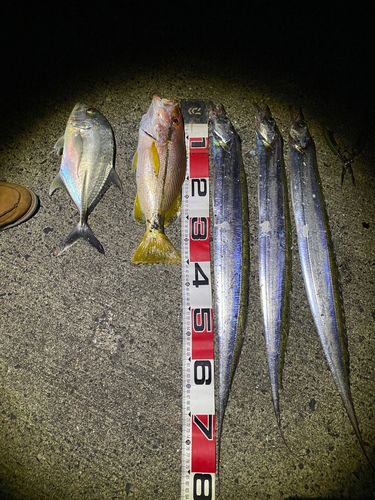 タチウオの釣果