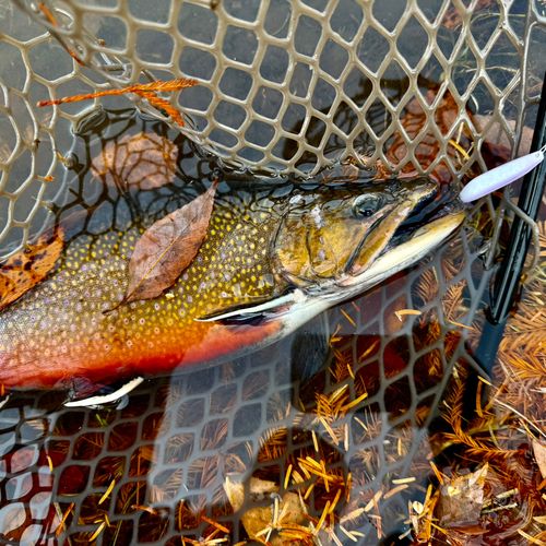 ブルックトラウトの釣果