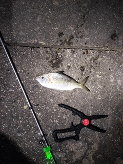 クロサギの釣果