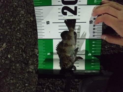 アオメバルの釣果