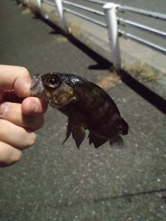 アオメバルの釣果