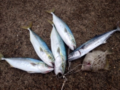 フクラギの釣果