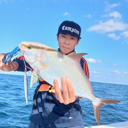 カンパチの釣果