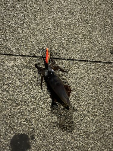 ヒイカの釣果
