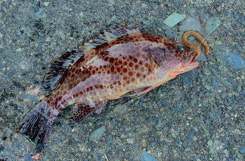 オオモンハタの釣果