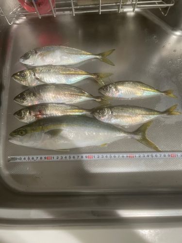 アジの釣果