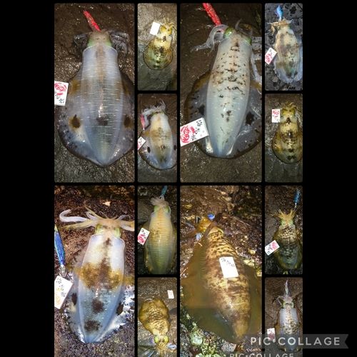 アオリイカの釣果