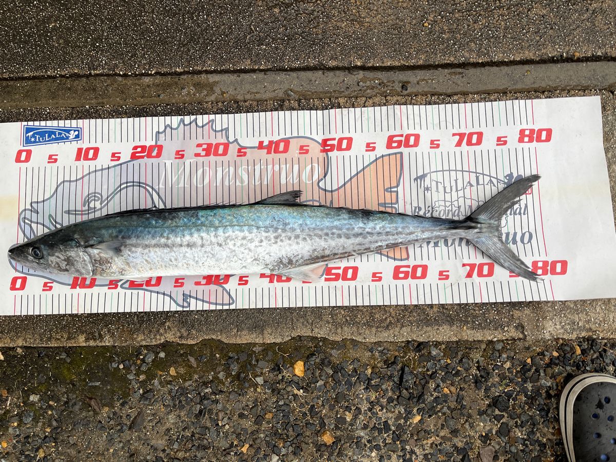 tulaリスさんの釣果 1枚目の画像