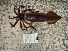 イカの釣果