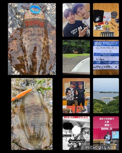 アオリイカの釣果